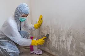 Why You Should Choose Our Mold Remediation Services in West Liberty, IA